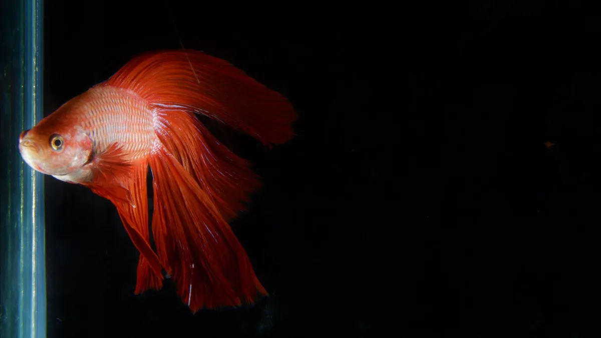 中国向けのタイの観賞魚輸出が、成長の見通しとなっています。