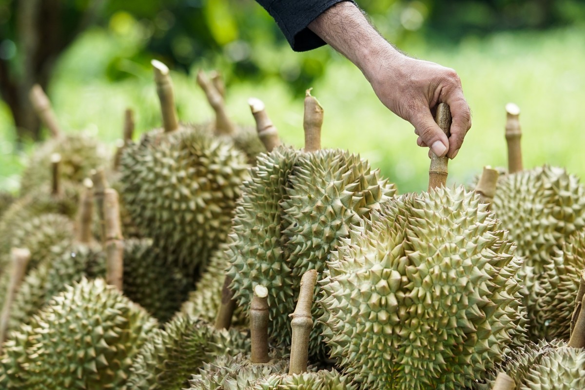 Can’t be hot... “Thai Durian” wins the hearts of the Chinese