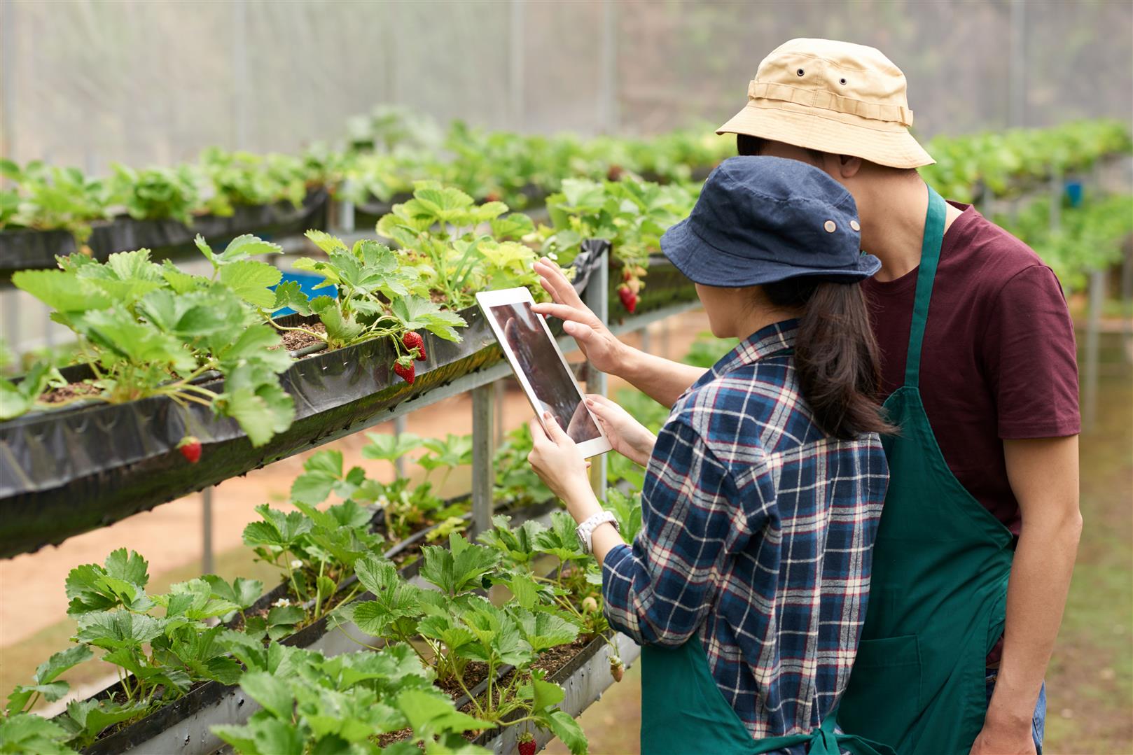 Promotion of technology in the production of products for development of the agricultural sector under the BCG model