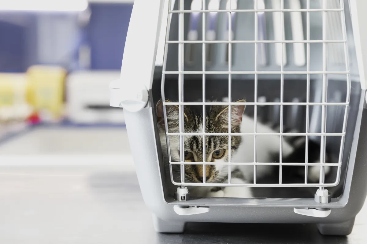 Procedures for exportation of pets at the Customs Office at Suvarnabhumi Airport