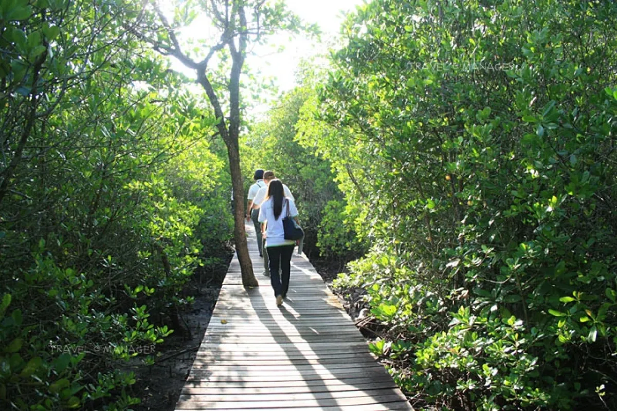 Escape PM 2.5 dust: Visit Khung Kraben Bay Study Center, Chanthaburi Province