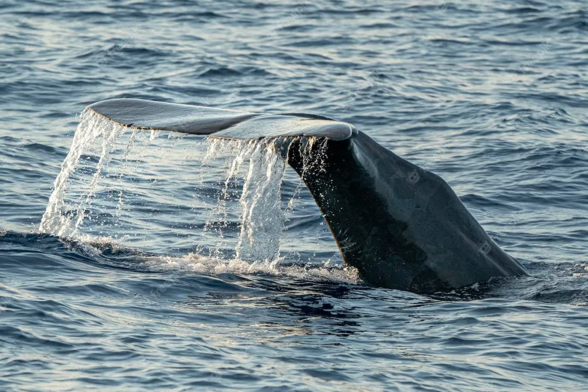 Bryde's Whales: The Best Spot for Bryde's Whale Watching, Only One Hour from Bangkok