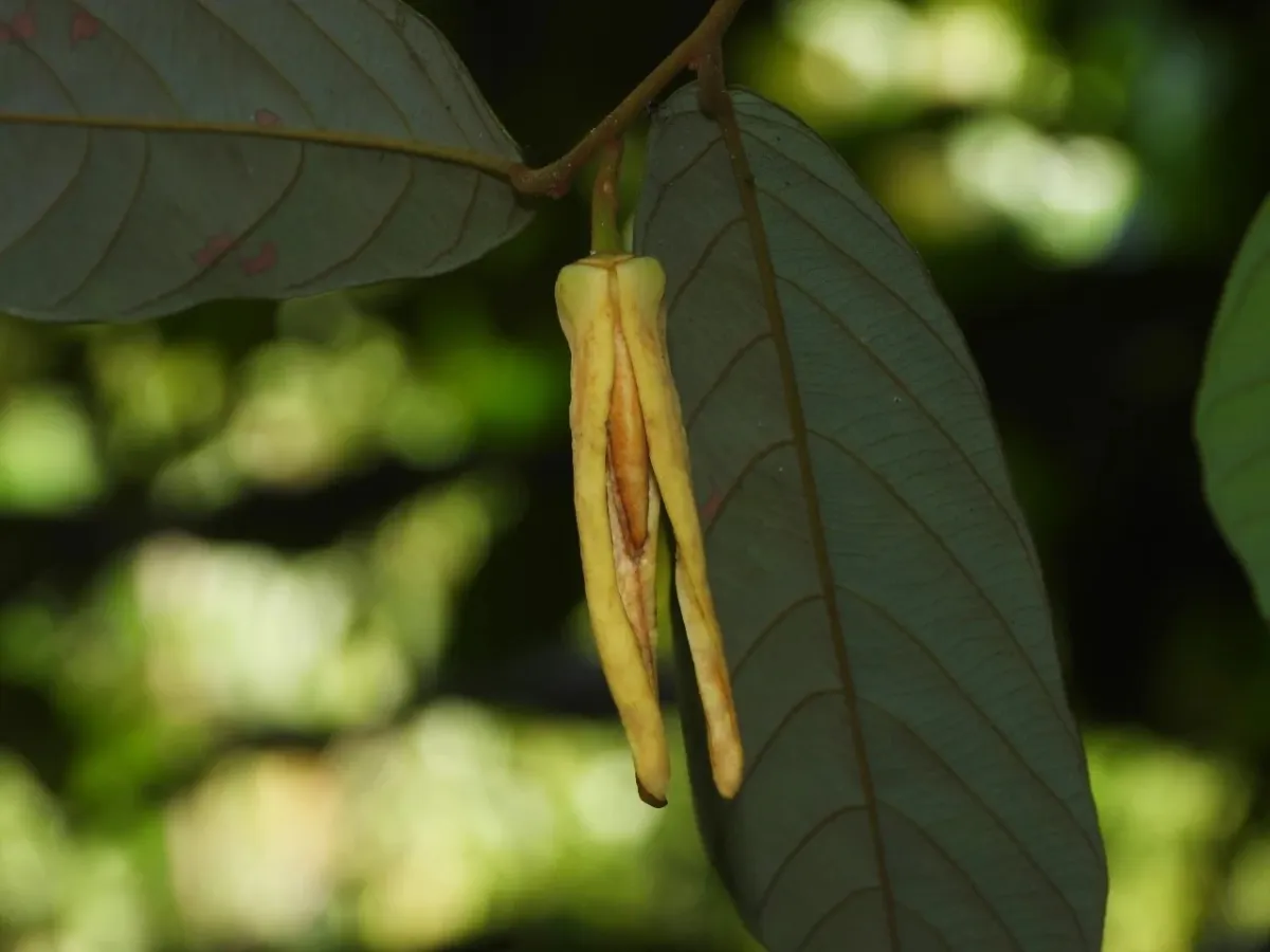 Thai researchers discover “Bu-nga Lalisa,” the world’s newest aromatic flowering plant