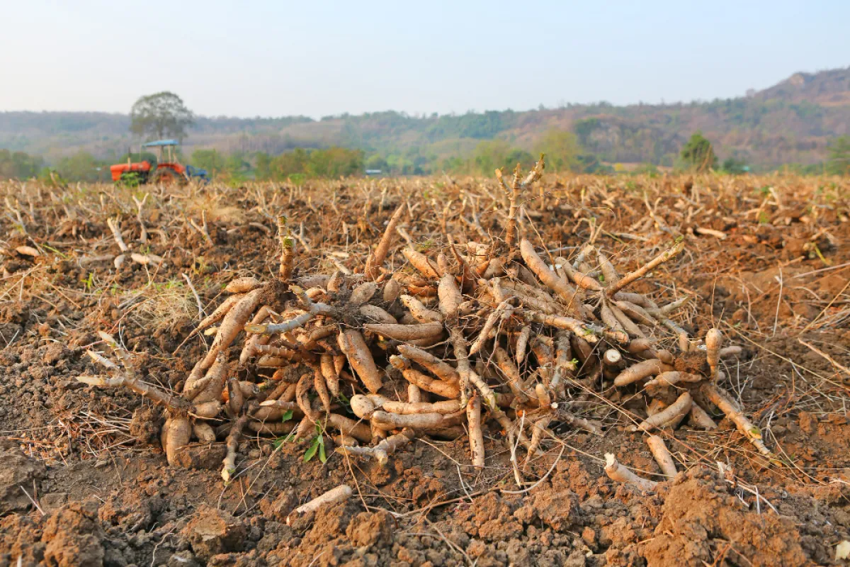 The Department of Agricultural Extension lauds large cassava plantation in Wang Muang, Saraburi, as BCG Model Farm