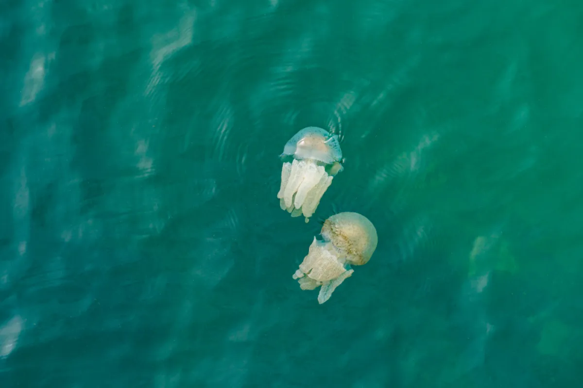 A rare phenomenon of Leopard jellyfish in Bang Riang Canal