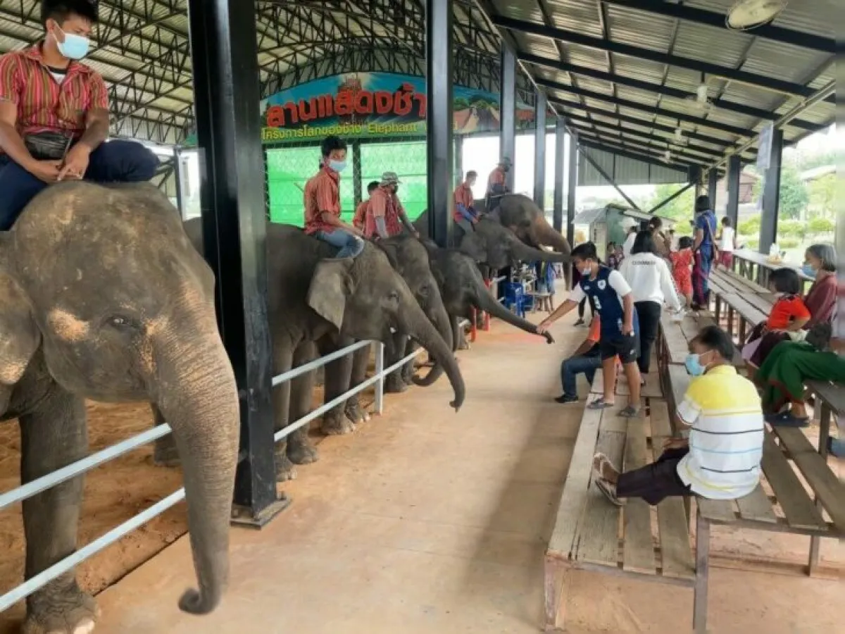 Mutelu Community Tourism: Pakam Shrine and Elephant Study Center of Surin