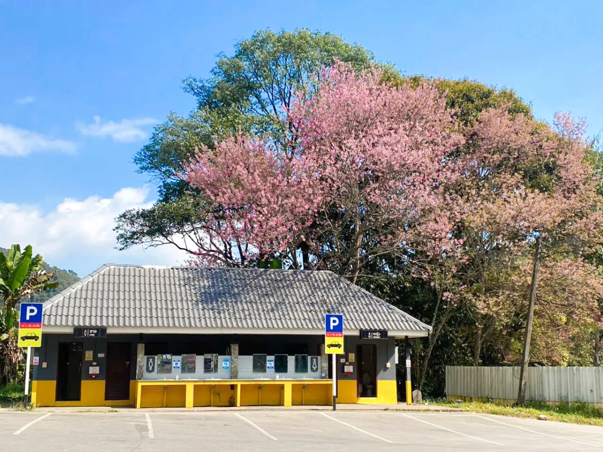 Pink Route: Get Up Close with the Blossoming Wild Himalayan Cherry and Campsites in Chiang Mai