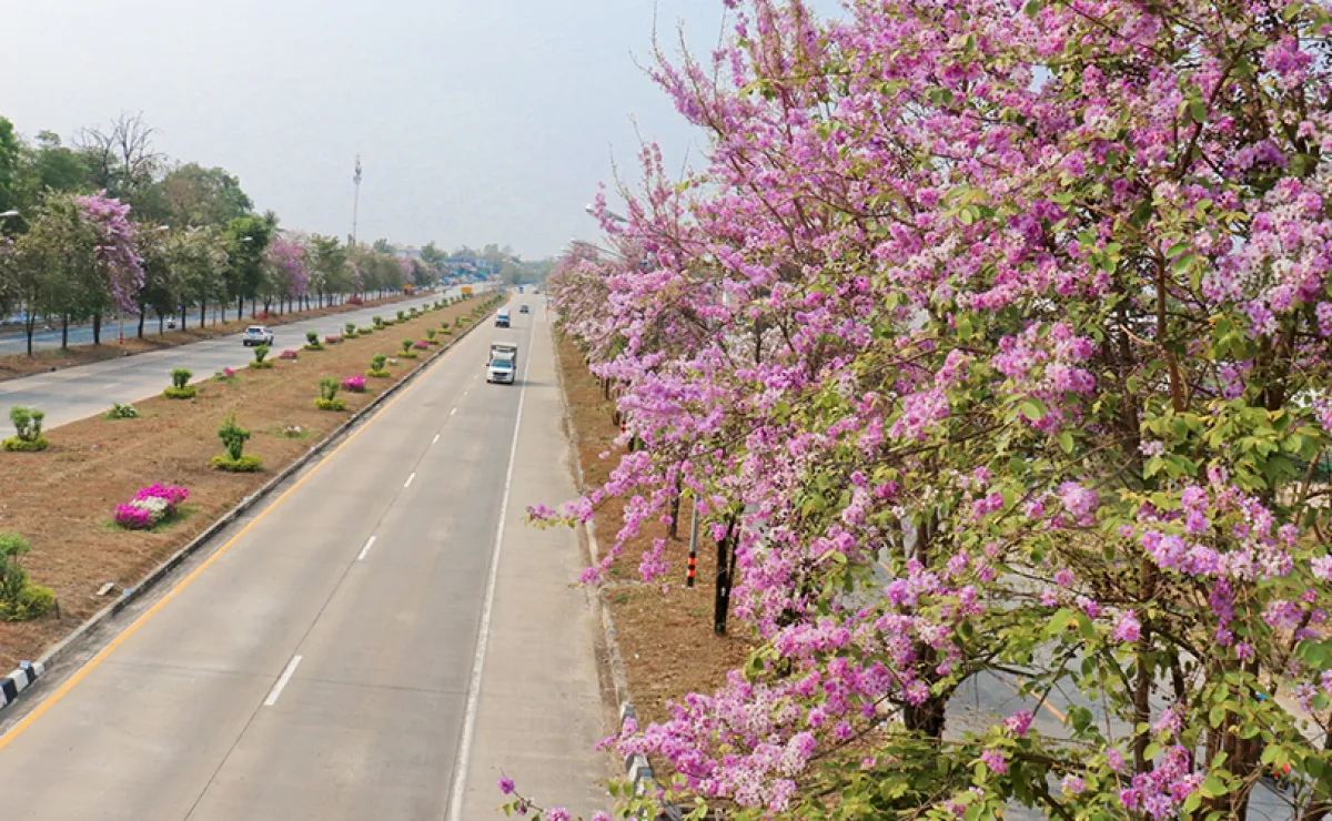 เปิดพิกัดใหม่ “ถนนสายดอกตะแบก” สีชมพูสุดโรแมนติก บนทางหลวงหมายเลข 1 ถนนพหลโยธิน