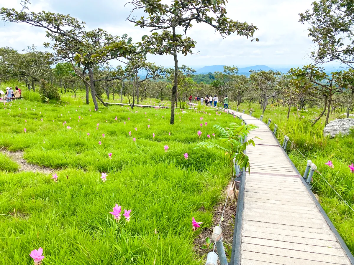 Green Tourism: Admire the "Curcuma sessilis" at Pa Hin Ngam National Park in Chaiyaphum Province, ready to bloom once a year during the rainy season