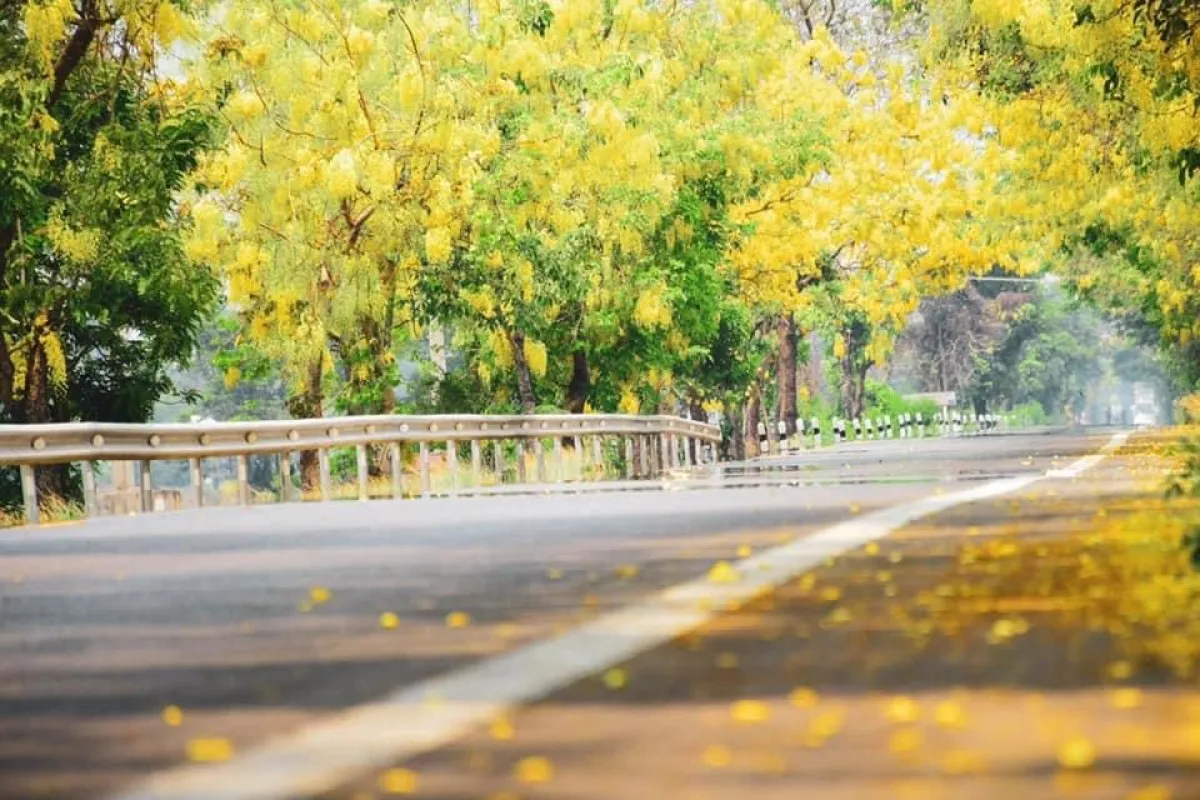 Golden Shower Road: A New Landmark in Uttaradit Province Blooms Each Summer