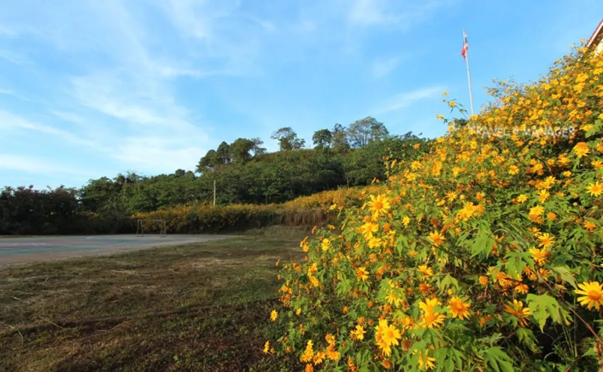 "Thung Bua Tong Doi Mae Hor": An Unseen Highway in Mae Hong Son, Brilliant Yellow on Both Sides During the Winter Season