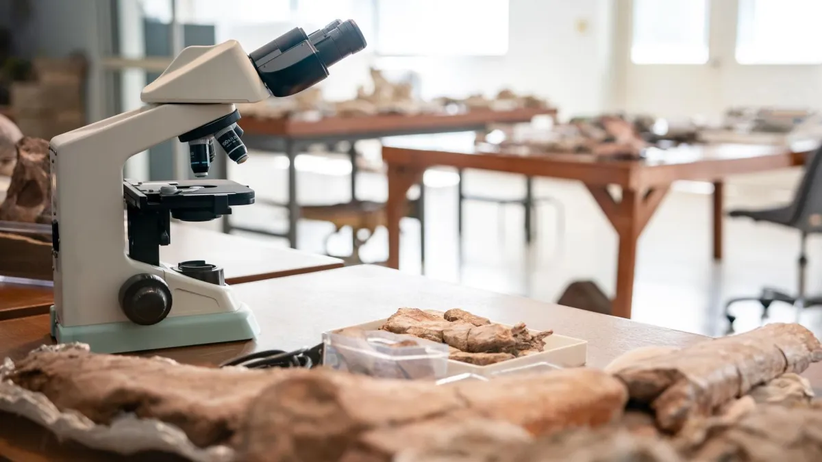 Documentation required for the notification of shipping or transporting transformed fossils that are not found in Thailand, out of the Kingdom