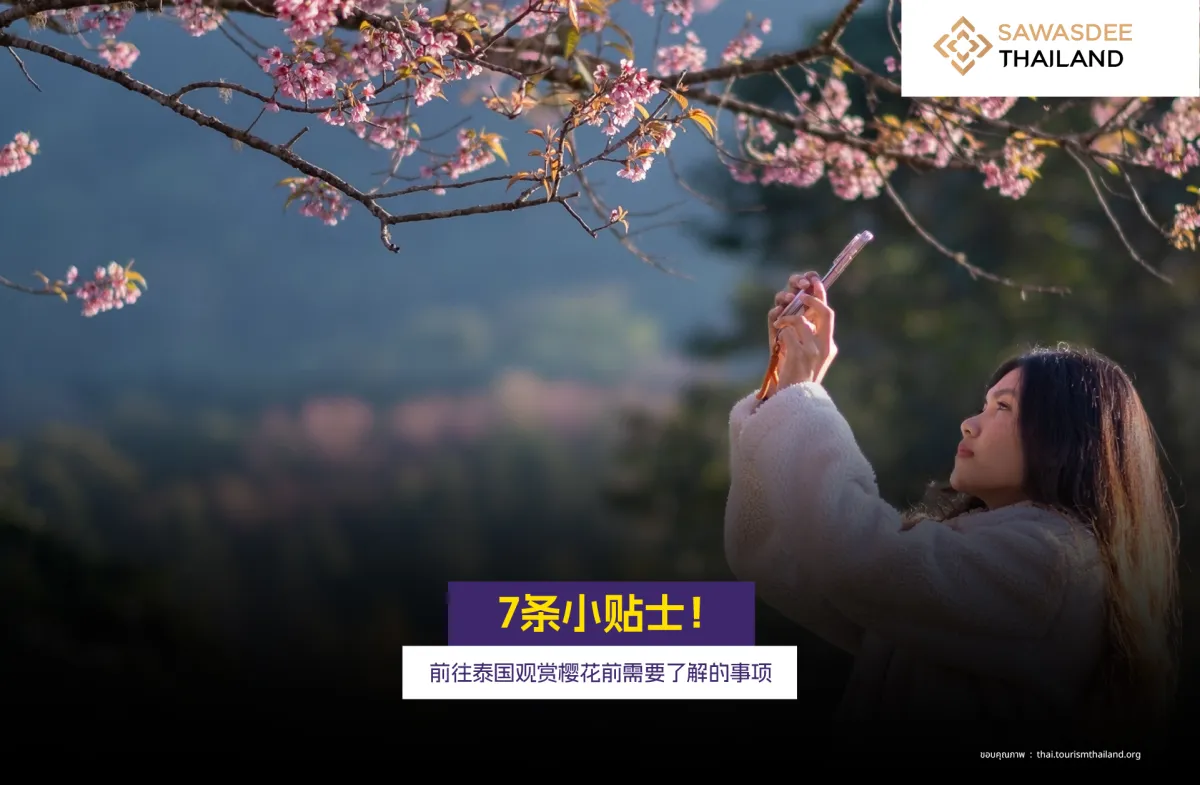 7条提示！前往观赏泰国樱花前需要了解的事项