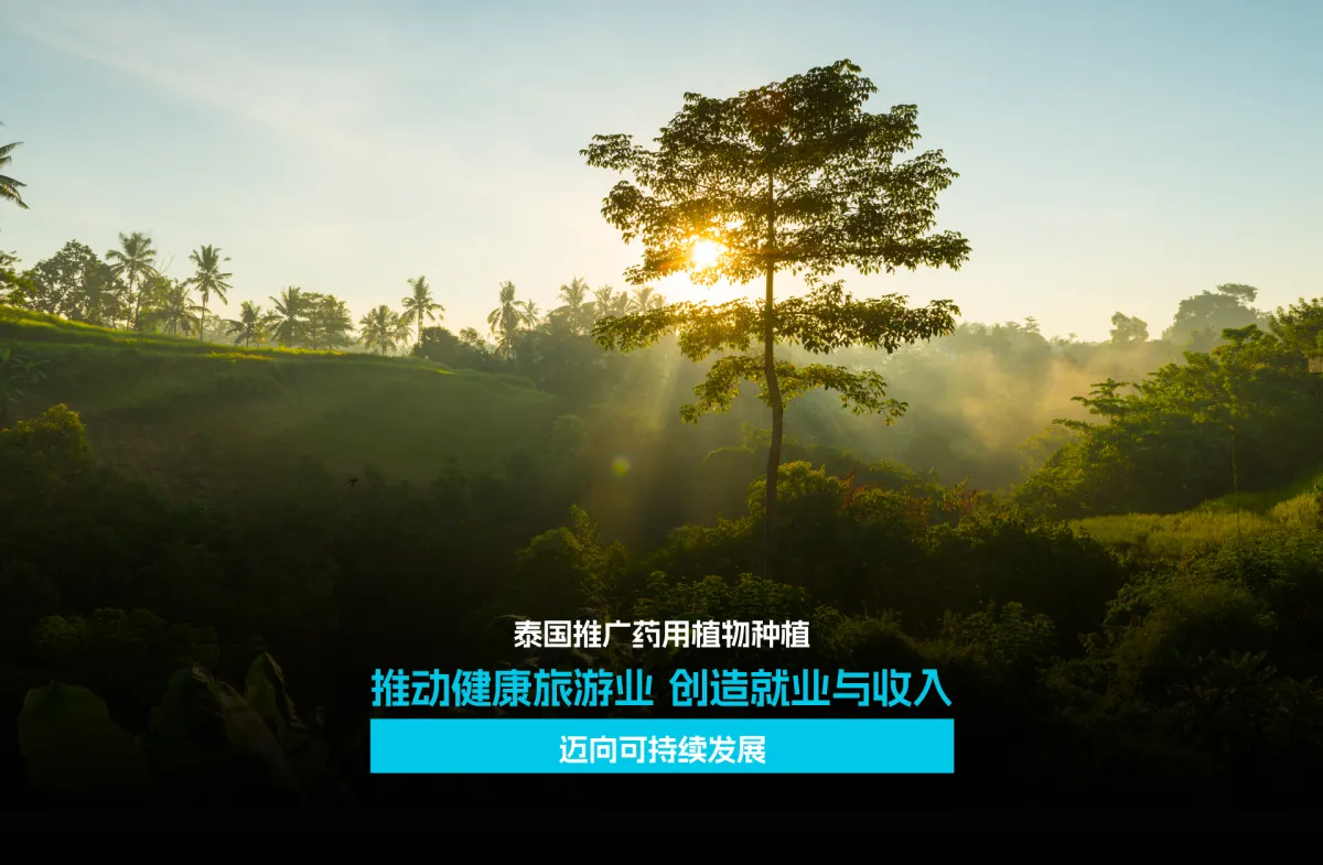 泰国推广药用植物种植 推动健康旅游业 创造就业与收入 迈向可持续发展