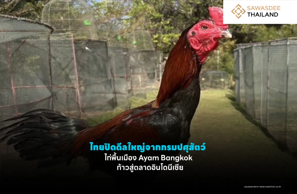 ไทยปิดดีลใหญ่จากกรมปศุสัตว์ ไก่พื้นเมือง Ayam Bangkok ก้าวสู่ตลาดอินโดนีเซีย