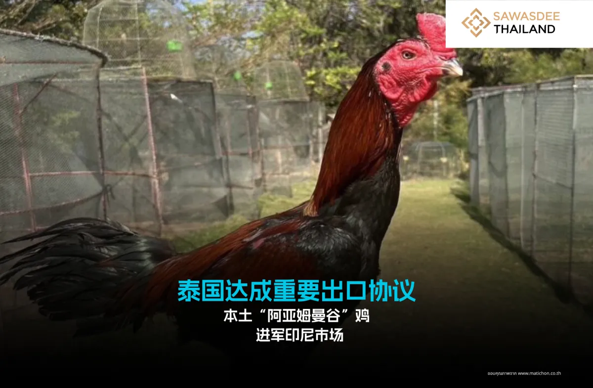 泰国达成重要出口协议 本土“阿亚姆曼谷”鸡进军印尼市场