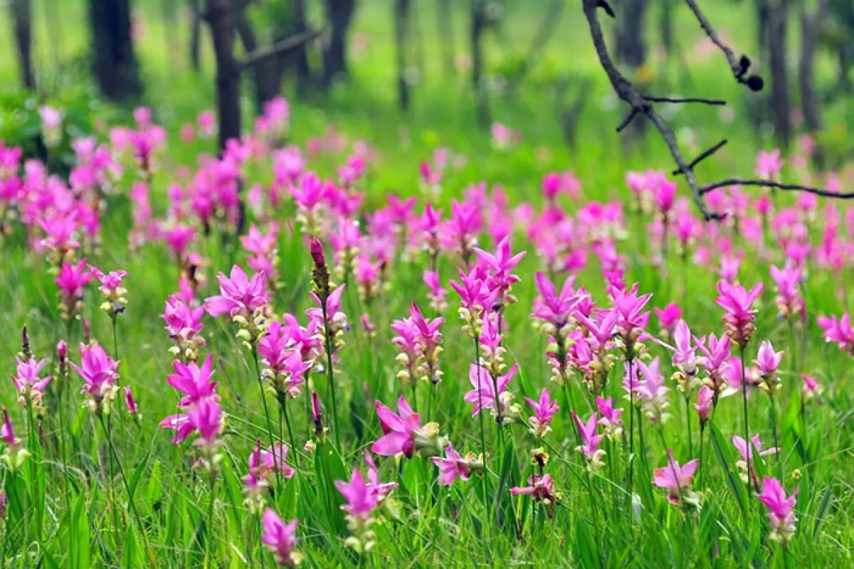 高速道路局は、オフシーズンの旅行をすすめしています。雨季の今、観光当局は、チャイヤプーム県の、クルクマシャロームの花畑を訪れるよう、呼びかけています。