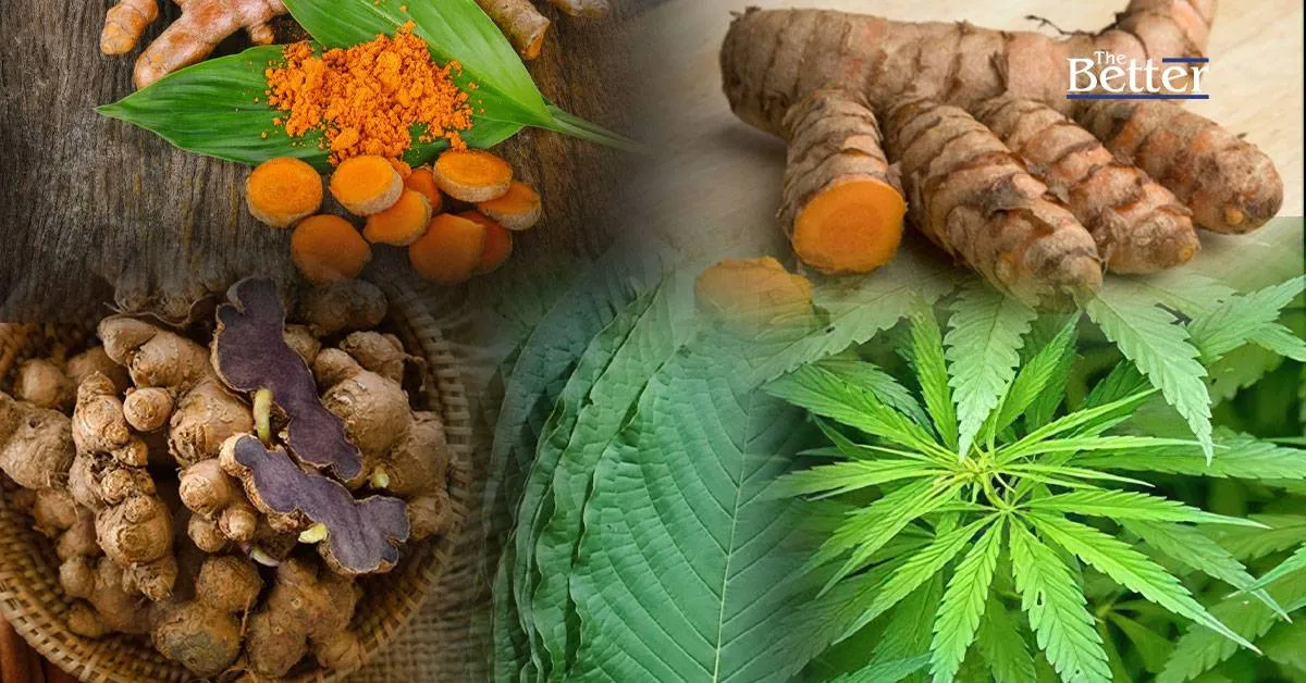 政府が、今年のハーブとして、五種類のハーブを推奨し、三十五億バーツ以上の収入を生み出しました。