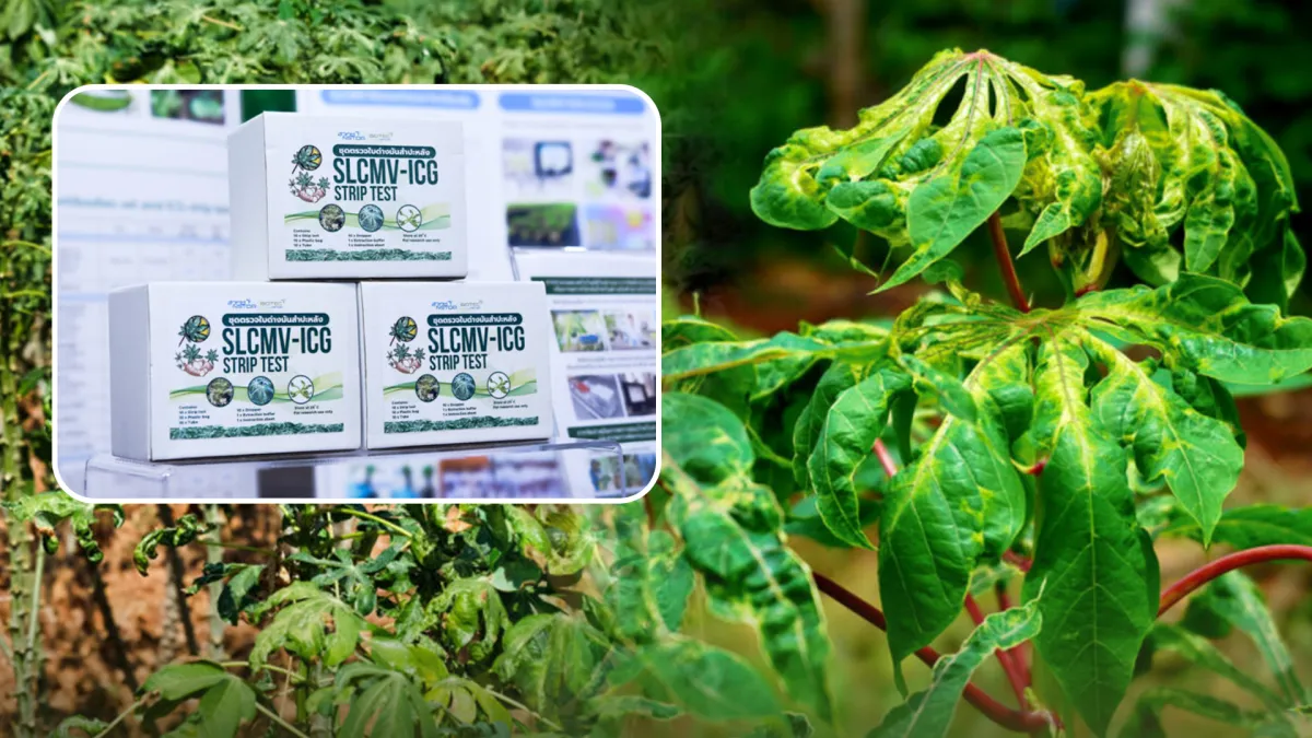 キャッサバモザイク病検出技術が、タイのキャッサバ産業を危機から救うイノベーションとして、期待されています。