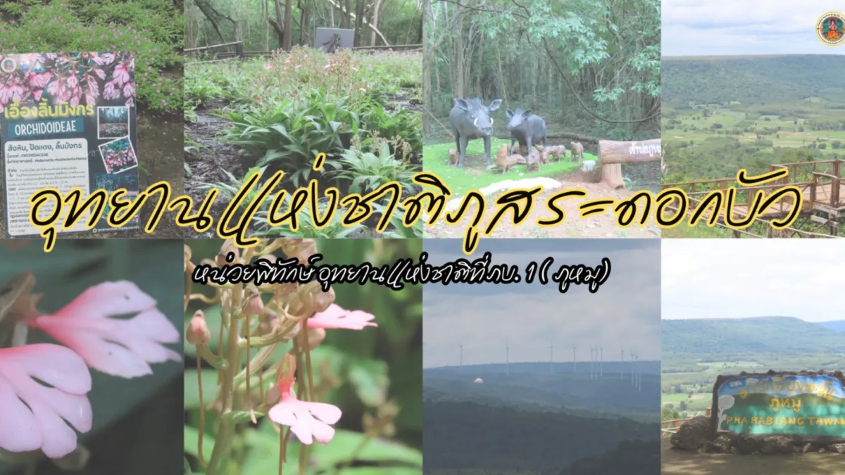 Habenaria Orchid Season in Mukdahan Province