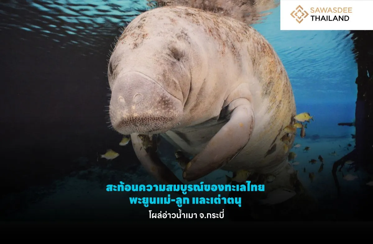 สะท้อนความสมบูรณ์ของทะเลไทย พะยูนแม่-ลูก และเต่าตนุ โผล่อ่าวน้ำเมา จ.กระบี่