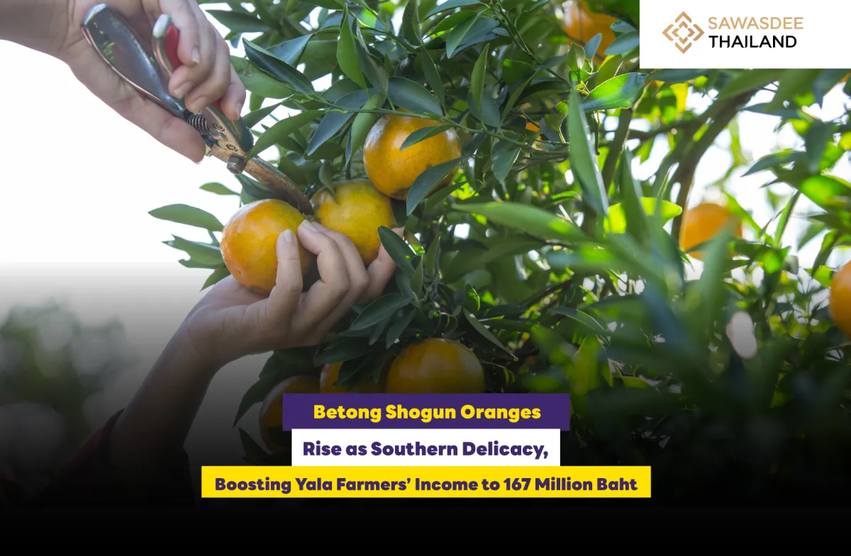 Betong Shogun Oranges Rise as Southern Delicacy Boosting Yala Farmers’ Income to 167 Million Baht