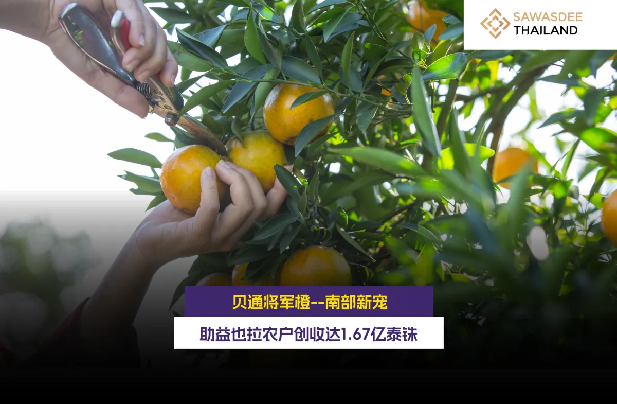 贝通将军橙--南部新宠，助益也拉农户创收达1.67亿泰铢
