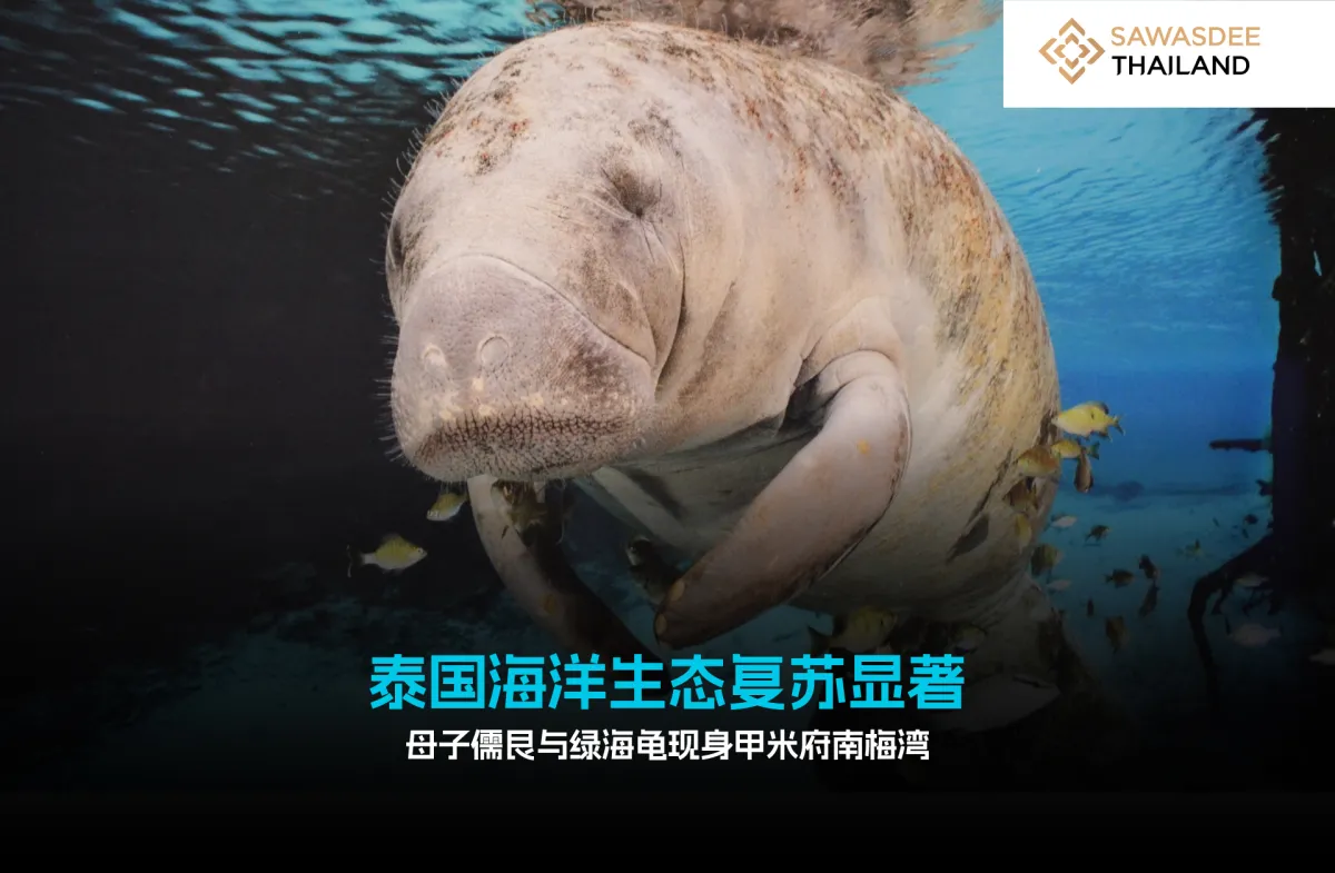 泰国海洋生态复苏显著 母子儒艮与绿海龟现身甲米府南梅湾