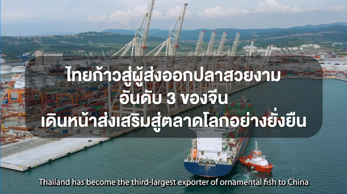 ไทยก้าวสู่ผู้ส่งออกปลาสวยงามอันดับ 3 ของจีน เดินหน้าส่งเสริมสู่ตลาดโลกอย่างยั่งยืน
