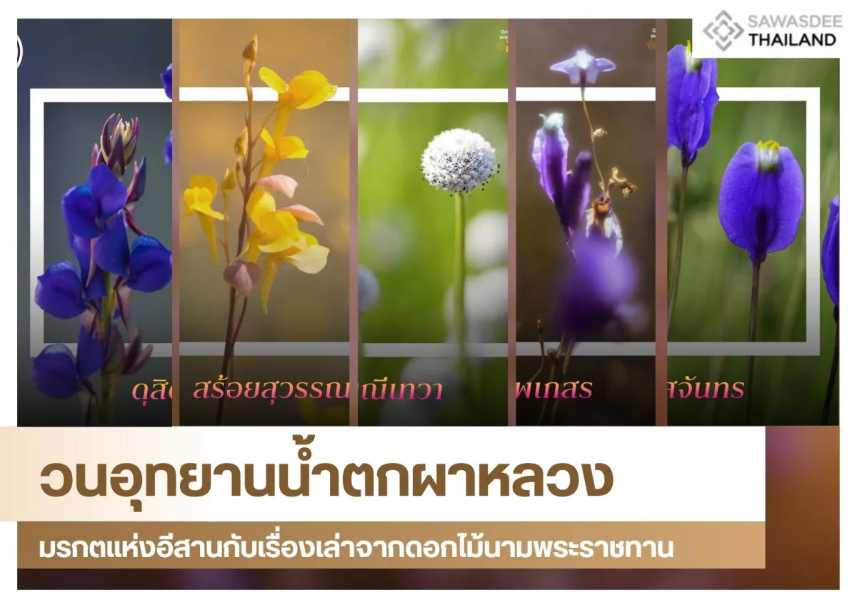 วนอุทยานน้ำตกผาหลวง: มรกตแห่งอีสานกับเรื่องเล่าจากดอกไม้นามพระราชทาน