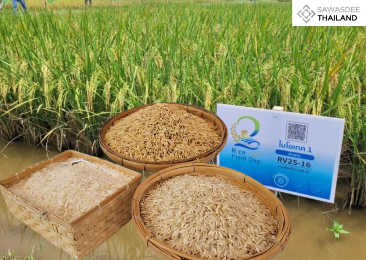 “Biotech Rice 1”: Thailand’s N...