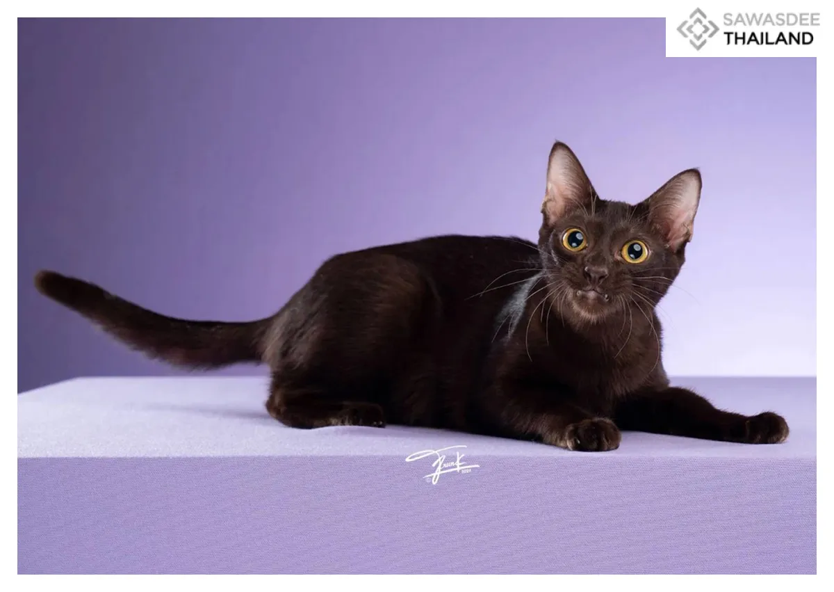 Fünf thailändische Katzen prägen die nationale Identität: Erbe, Glück und kultureller Stolz