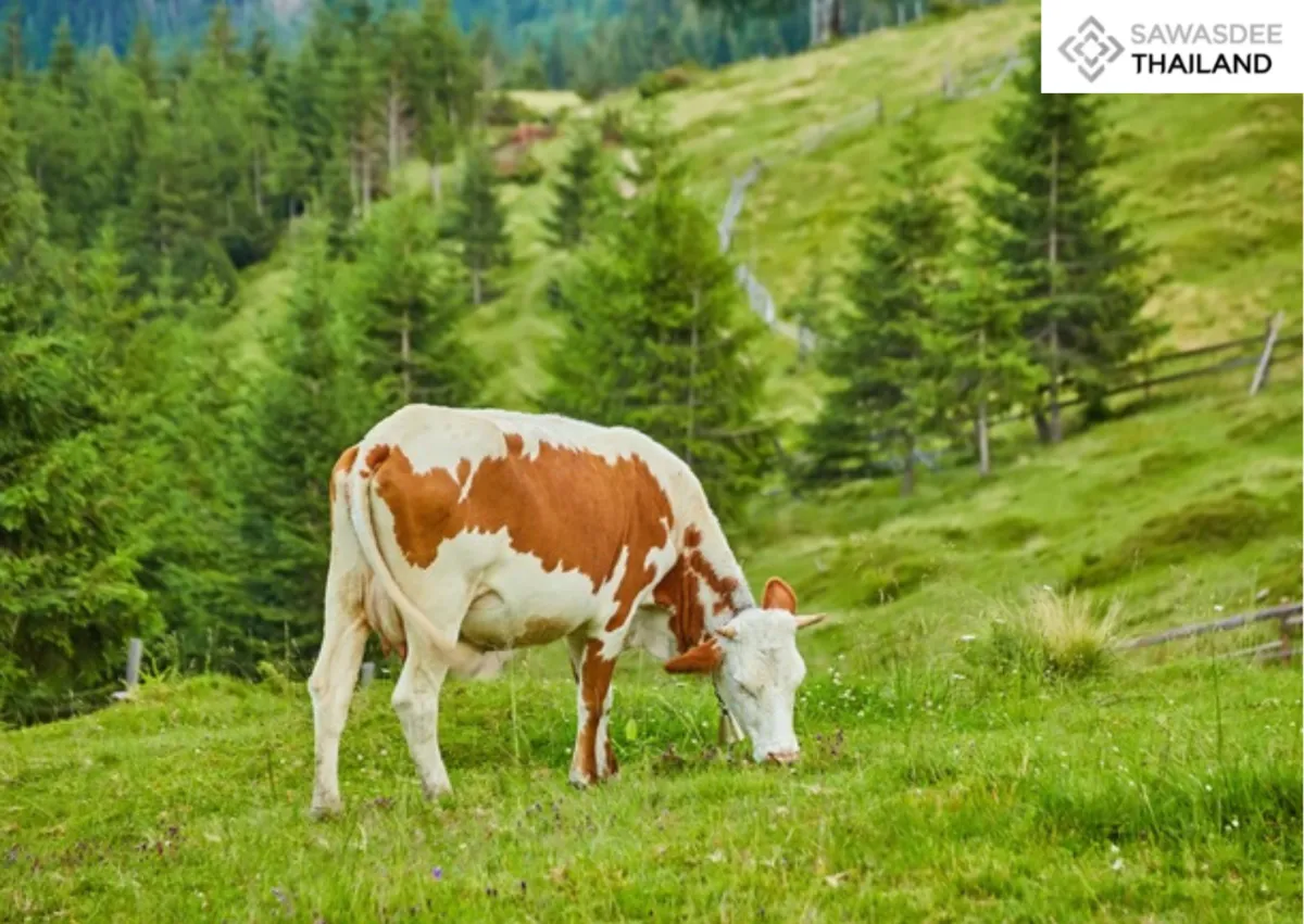 Thammasat University and Chula...