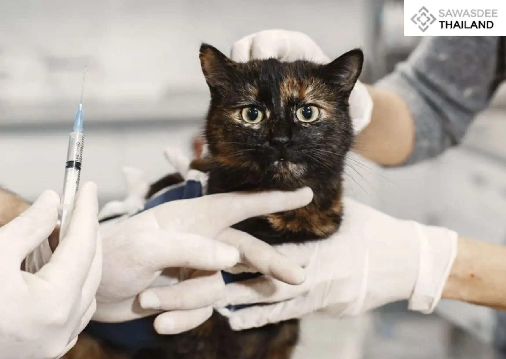 Bangkok Offers Free Pet Microchipping and Rabies Vaccination Throughout 2026.
