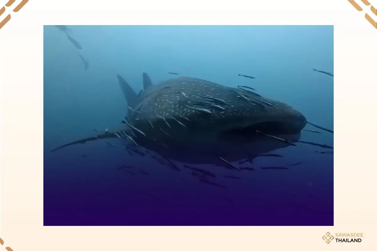 Whale Shark Sightings Reflect Marine Abundance Around Koh Tao