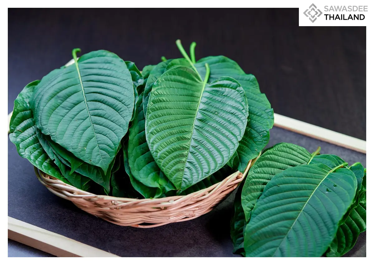 Thailand Drives Kratom Towards...